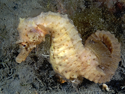 Kortsnuit zeepaardje. Foto M. Haarsma
